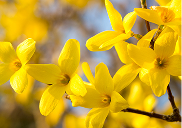 School flower - Forsythia