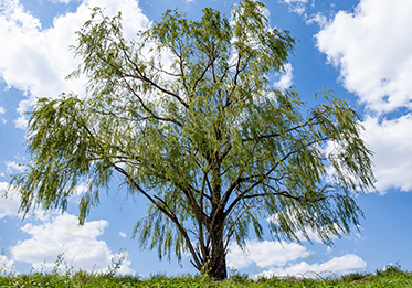 School tree - Willow tree
